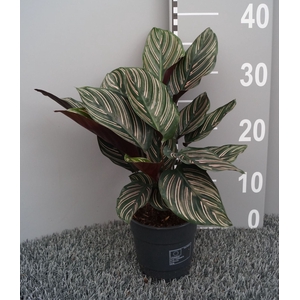 Calathea sanderiana