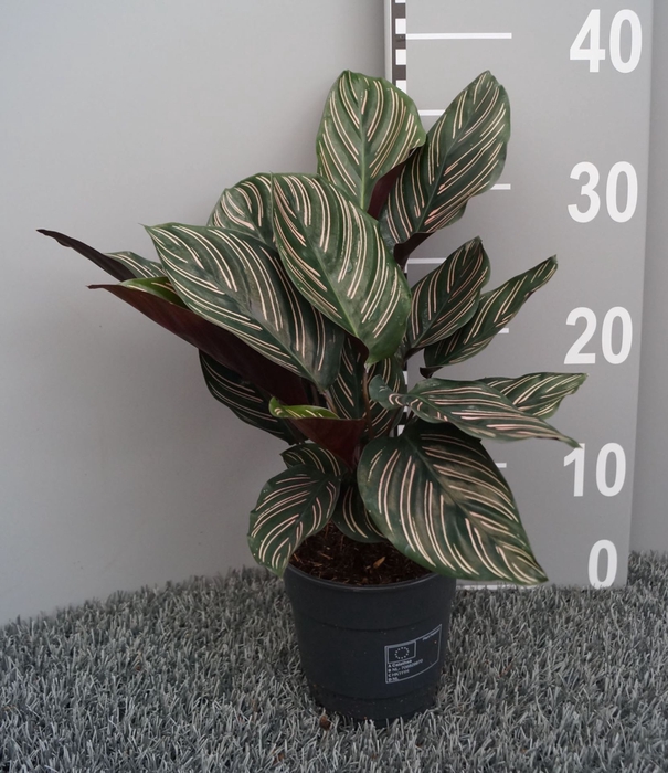 Calathea sanderiana