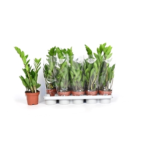 Zamioculcas 45 2veren