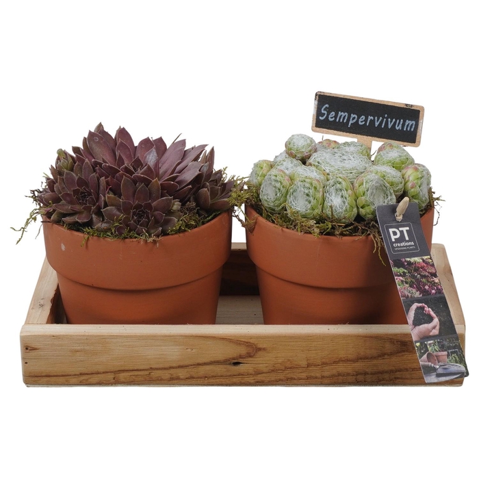<h4>PTS7402 Arrangement Sempervivum in terracotta pot in houten onderkant</h4>
