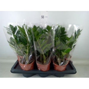 Zamioculcas zamiifolia