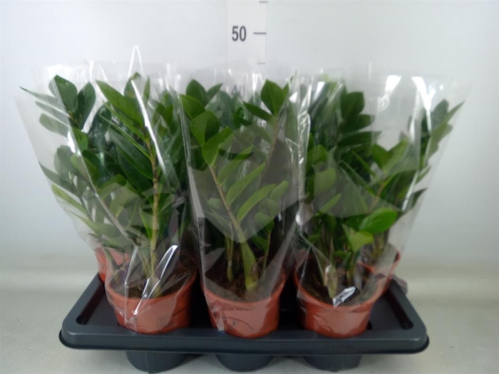<h4>Zamioculcas zamiifolia</h4>