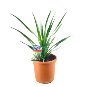 Dracaena Draco