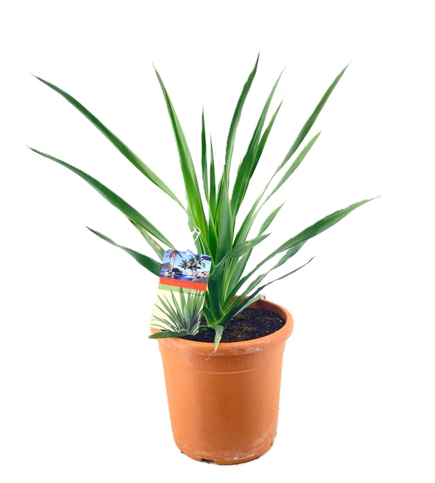 <h4>Dracaena Draco</h4>