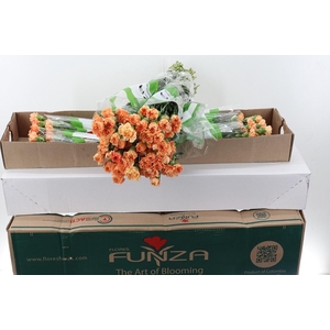 Di St Caramel Cowboy Box