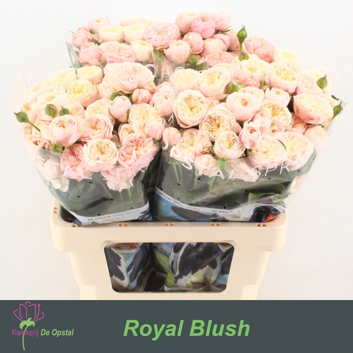 <h4>R tr Royal Blush</h4>