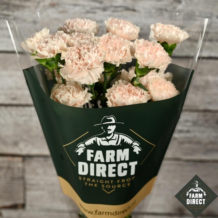 <h4>DI ST HANOI</h4>