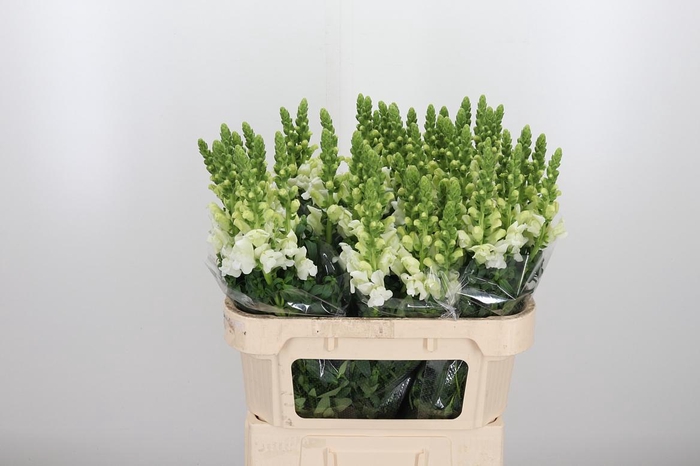 <h4>Antir Antibes White</h4>