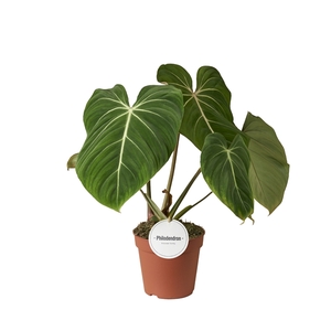 Philodendron Gloriosum