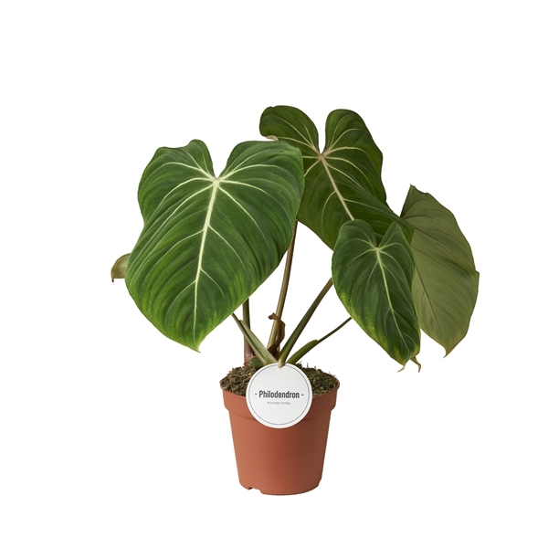 <h4>Philodendron Gloriosum</h4>