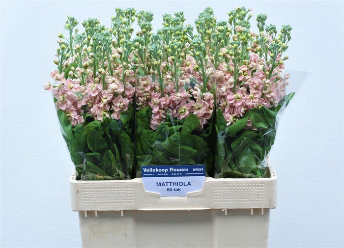 <h4>Matth Milla Salmon</h4>