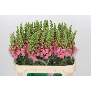 Antirrhinum Opus Pink
