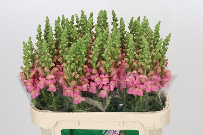<h4>Antirrhinum Opus Pink</h4>