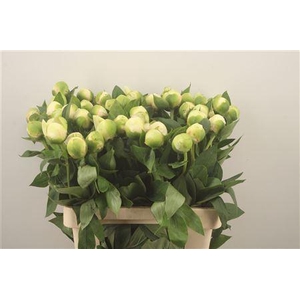 Paeo L Bridal Shower