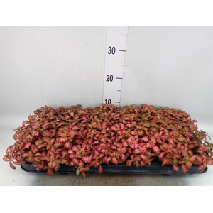 Fittonia 'Mosaic Tiger'