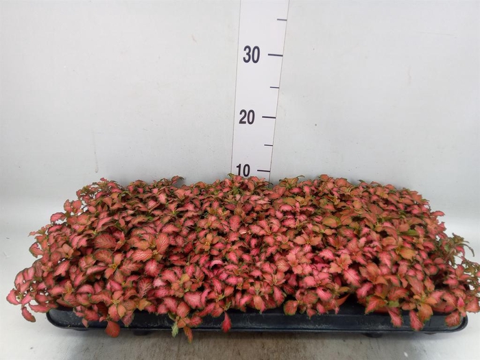 <h4>Fittonia 'Mosaic Tiger'</h4>