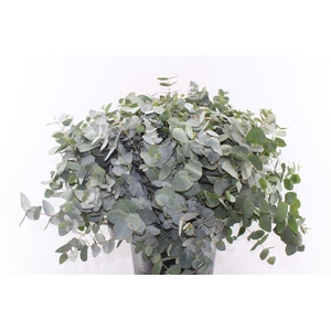 Euca Cinerea Per Stem