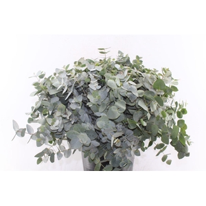 Euca Cinerea Per Stem