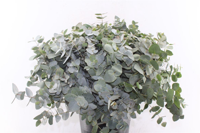 <h4>Euca Cinerea Per Stem</h4>