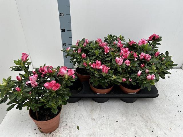 <h4>RHODO SI OV</h4>