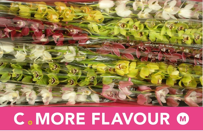 <h4>CYMB MI GEM</h4>