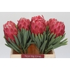 Protea Venus