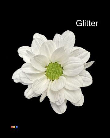 <h4>Chr T Chic White + Glit Bio</h4>