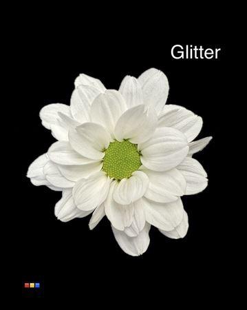 <h4>Chr T Chic White + Glit Bio</h4>