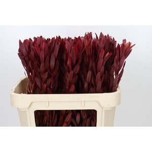 Leucadendron Jester
