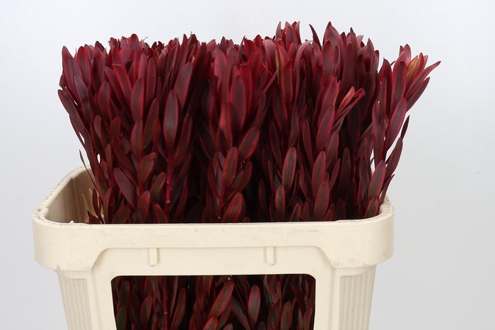 <h4>Leucadendron Jester</h4>
