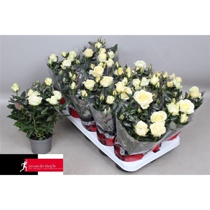 Rosa Kordana Grande Pearl Glitter (Kerst)