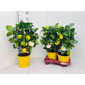 Citr Meyeri Meyer 6+