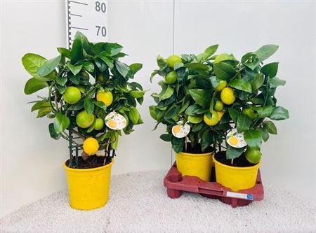 <h4>Citr Meyeri Meyer 6+</h4>