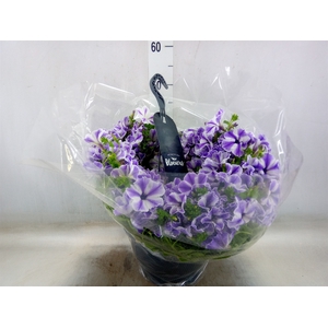 Petunia  'Surfinia'   ...