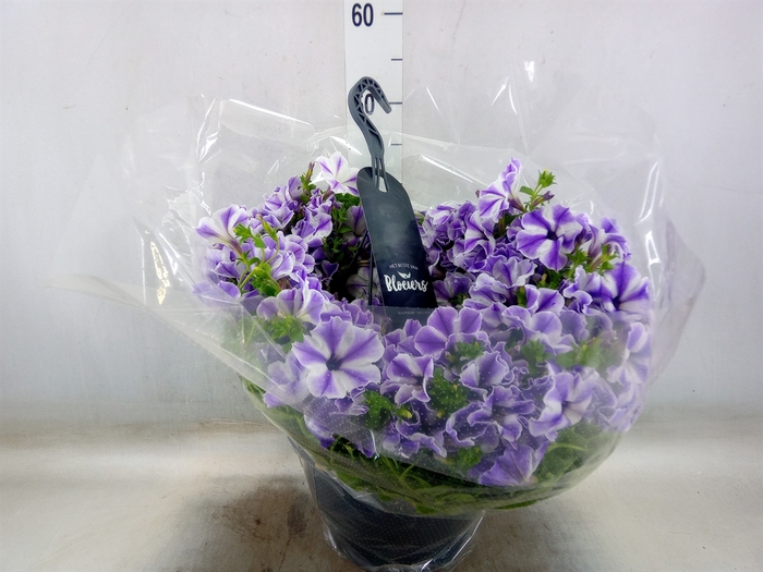 <h4>Petunia  'Surfinia'   ...</h4>