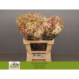 SYR HY MAIDENS BLUSH