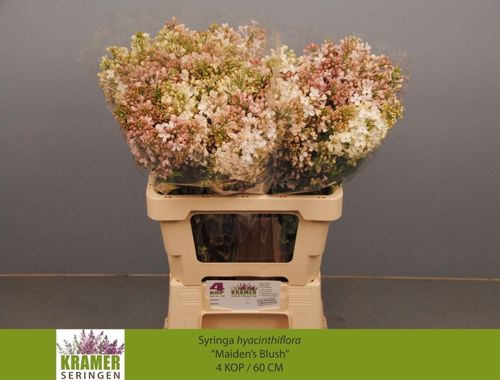 <h4>SYR HY MAIDENS BLUSH</h4>