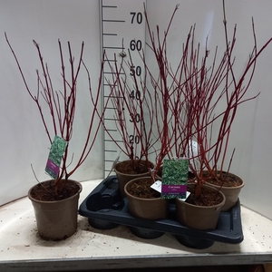 CORN ALB ELEGANTISSI