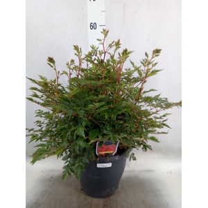 Astilbe simplicif. 'Hennie Graafla'