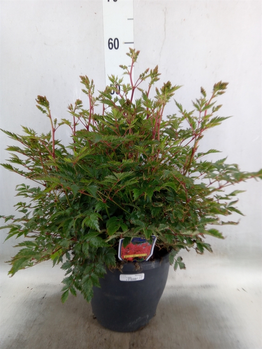 <h4>Astilbe simplicif. 'Hennie Graafla'</h4>