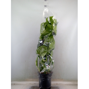 Monstera delic.