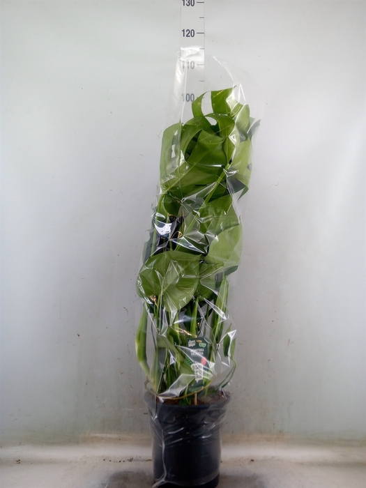 <h4>Monstera delic.</h4>