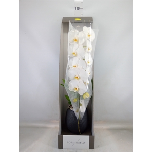 Phalaenopsis   ...white
