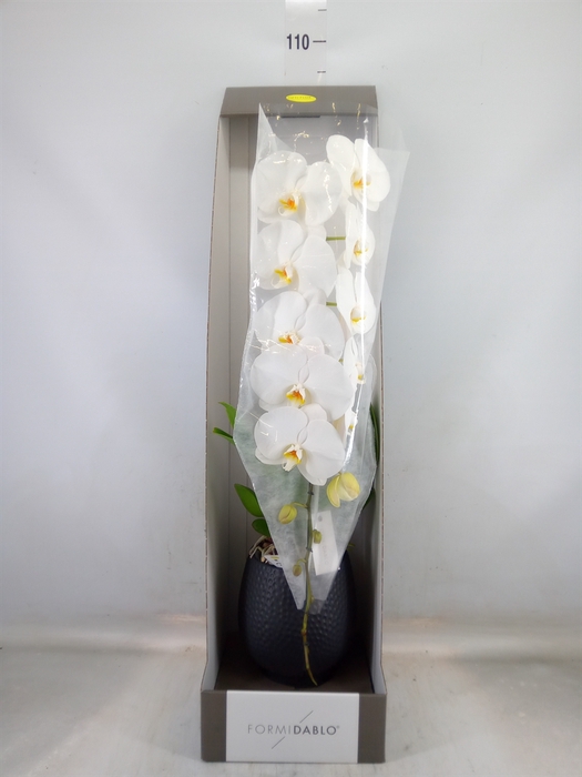 <h4>Phalaenopsis   ...white</h4>