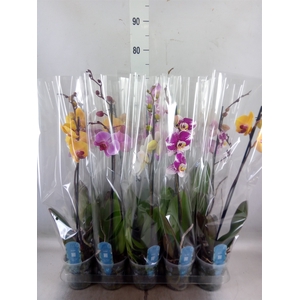 Phalaenopsis   ...mix  5