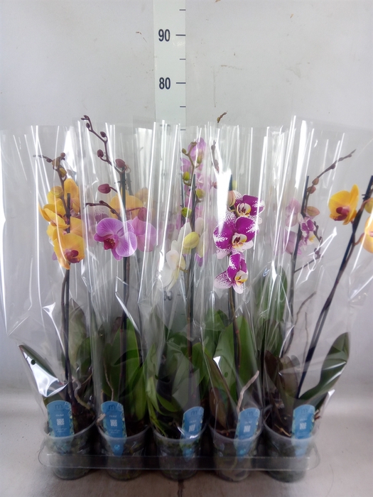 <h4>Phalaenopsis   ...mix  5</h4>