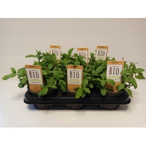 Munt Peper P12 HERBIO steker