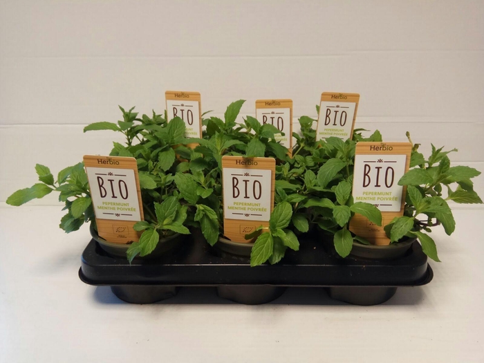 <h4>Munt Peper P12 HERBIO steker</h4>