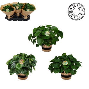 Peperomia Mix in Jutte Mand 'Must Have'