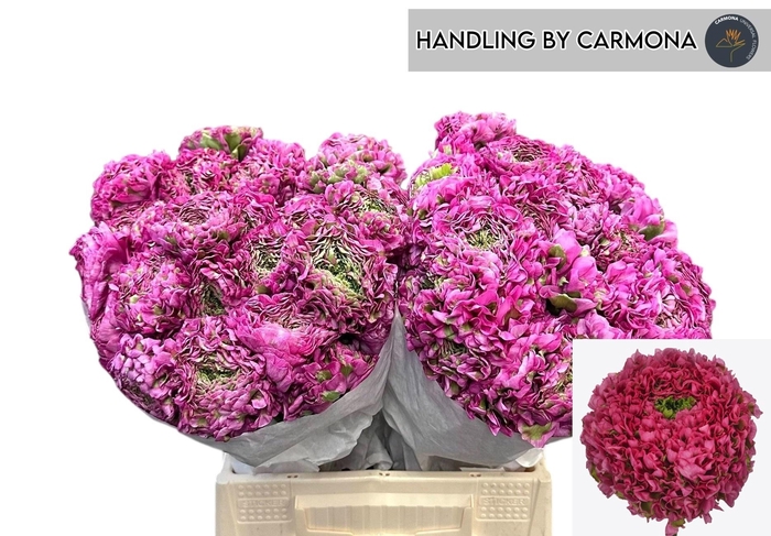 <h4>RANUNCULUS OV</h4>